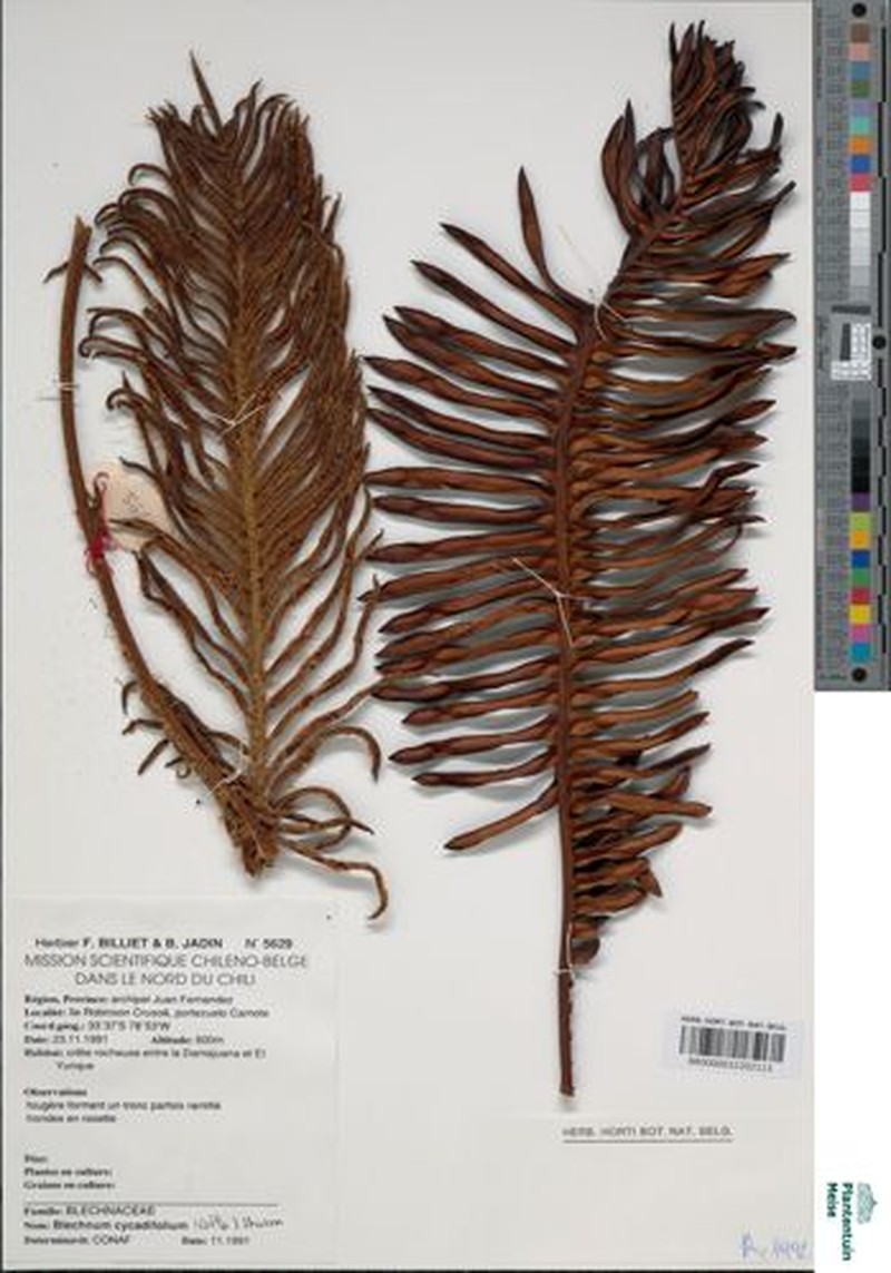 Blechnum cycadifolium photo 2