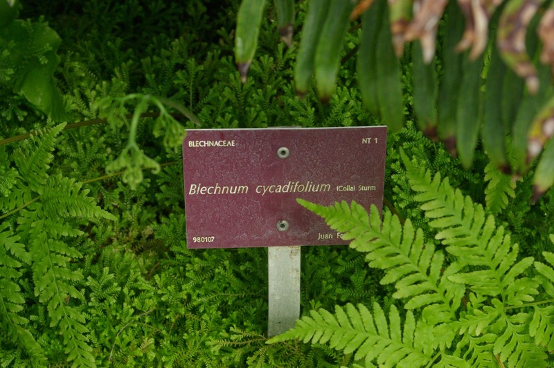 Blechnum cycadifolium