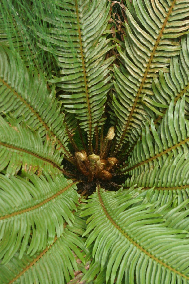 Blechnum cycadifolium photo 3