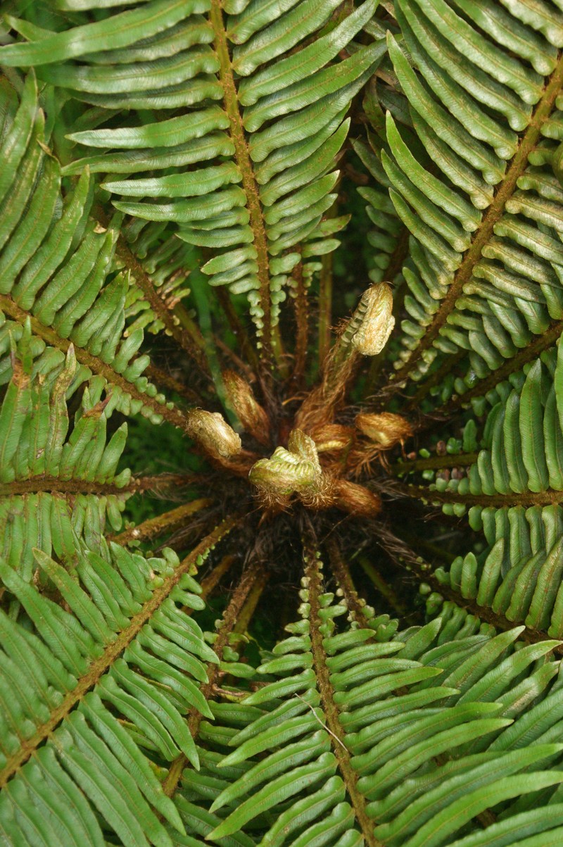 Blechnum cycadifolium photo 4