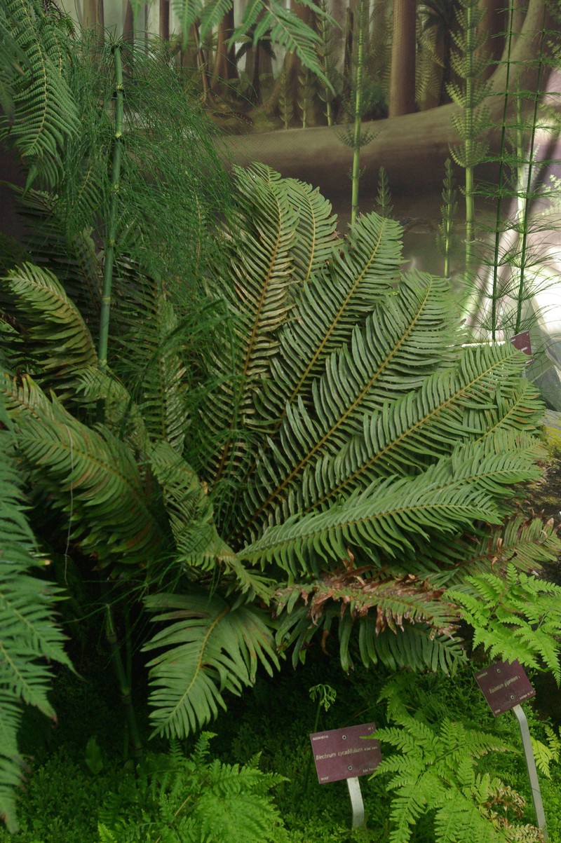 Blechnum cycadifolium photo 5