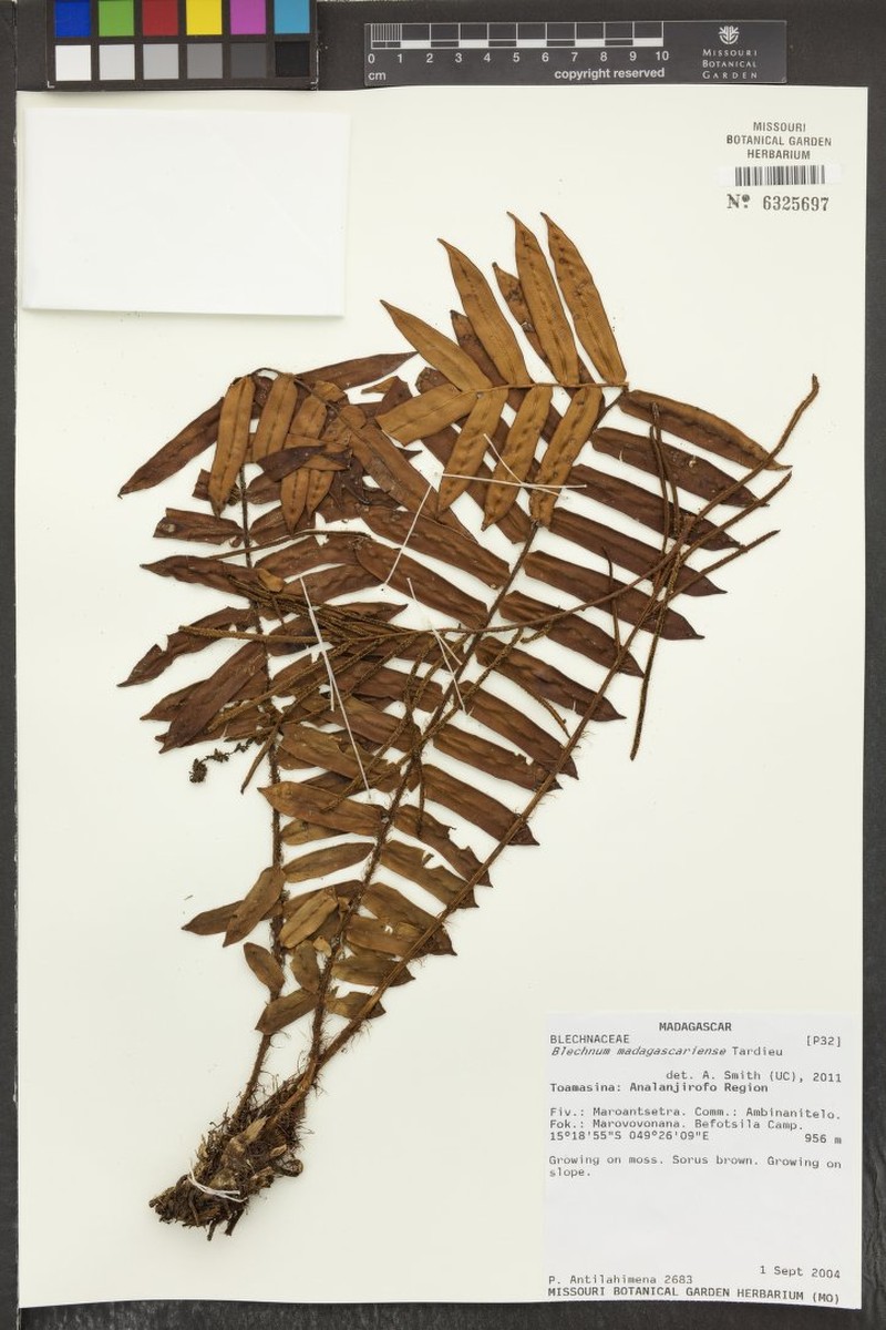 Blechnum decrescens