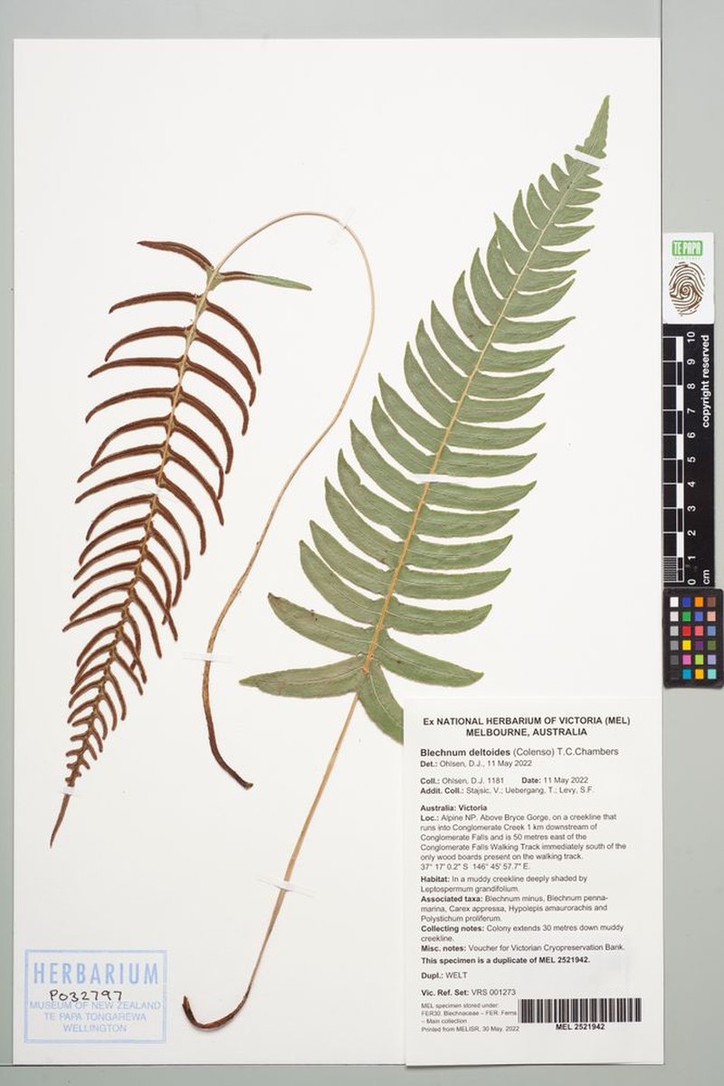 Blechnum deltoides photo 2