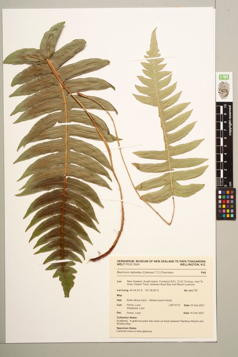 Blechnum deltoides photo 3