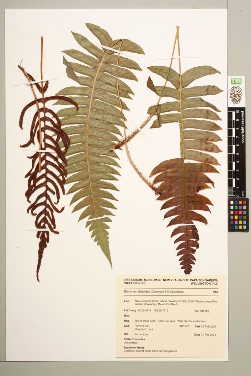 Blechnum deltoides photo 4