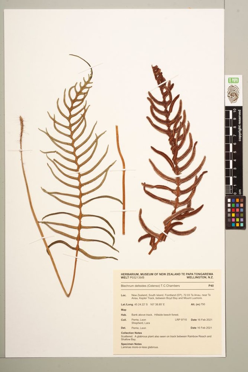 Blechnum deltoides photo 5