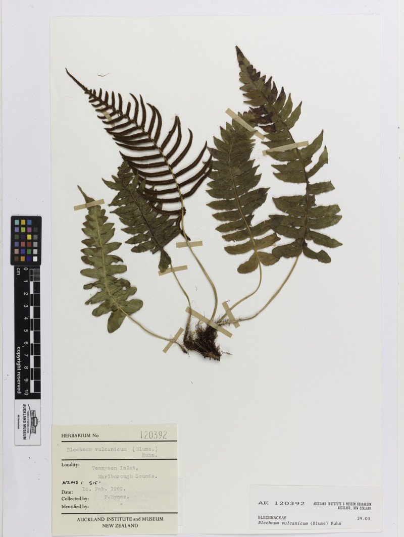 Blechnum deltoides