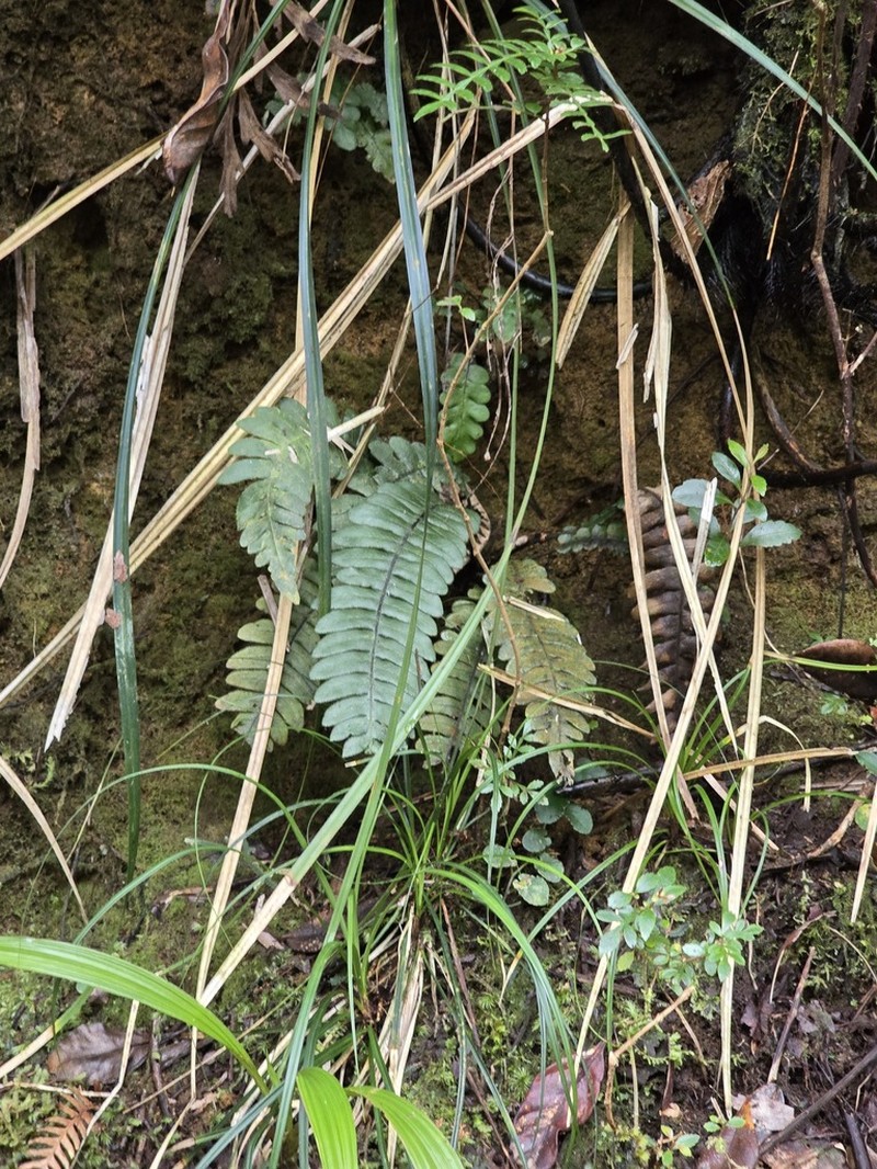 Blechnum deplanchei