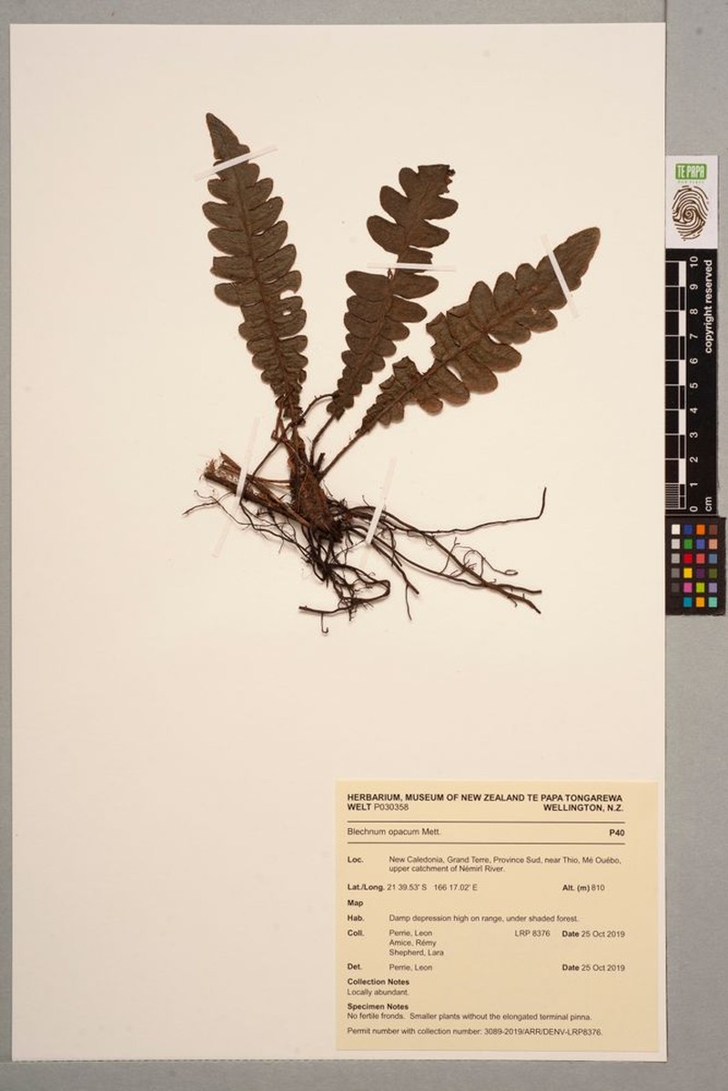 Blechnum deplanchei photo 2