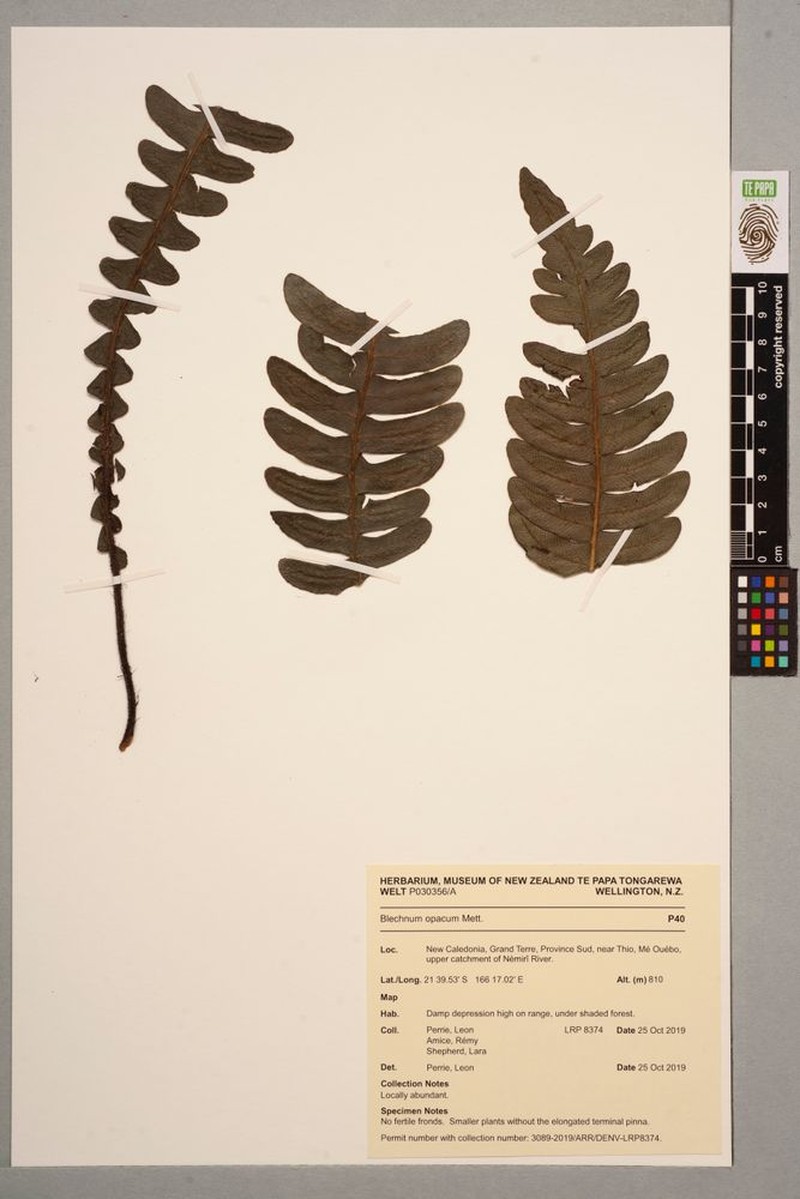 Blechnum deplanchei photo 3