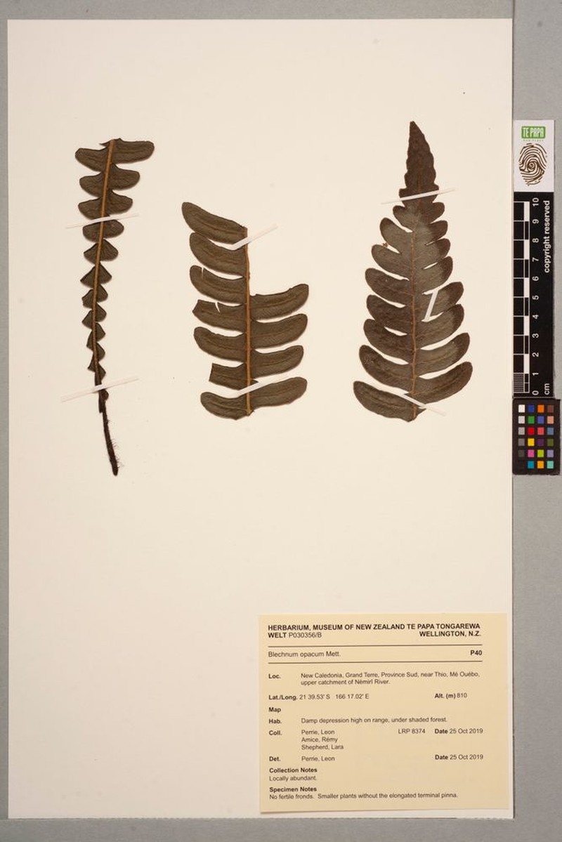 Blechnum deplanchei photo 4