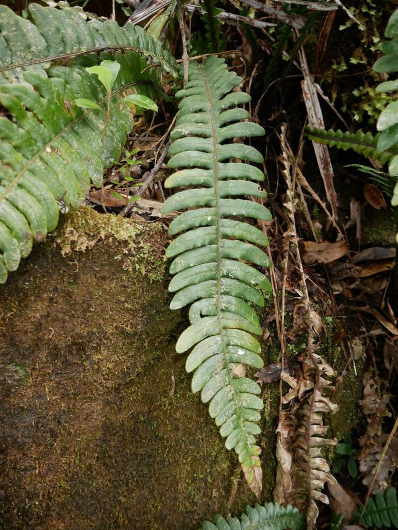 Blechnum deplanchei photo 5