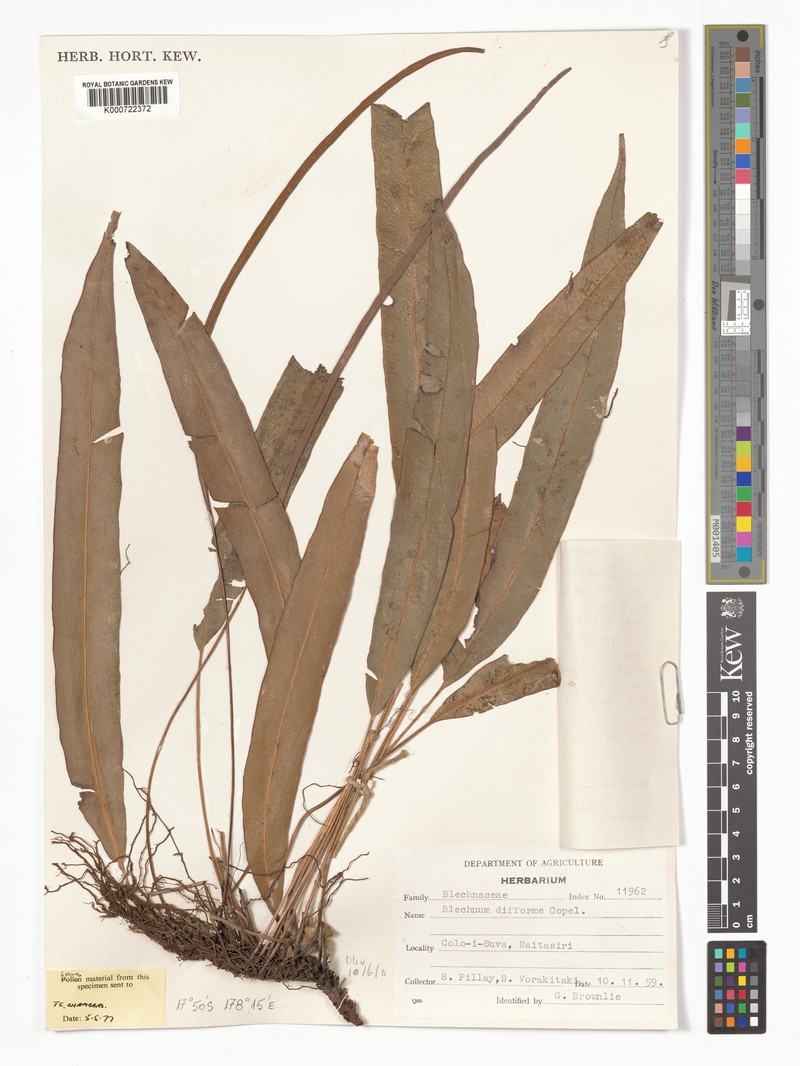 Blechnum difforme