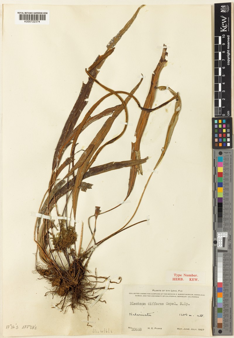 Blechnum difforme photo 2