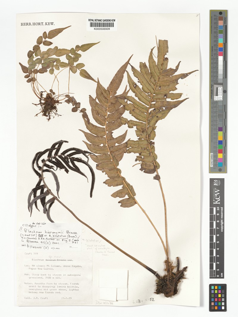 Blechnum dilatatum