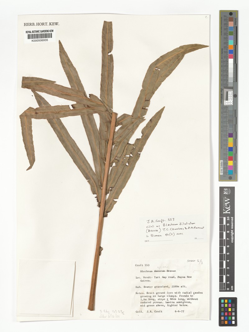 Blechnum dilatatum photo 2