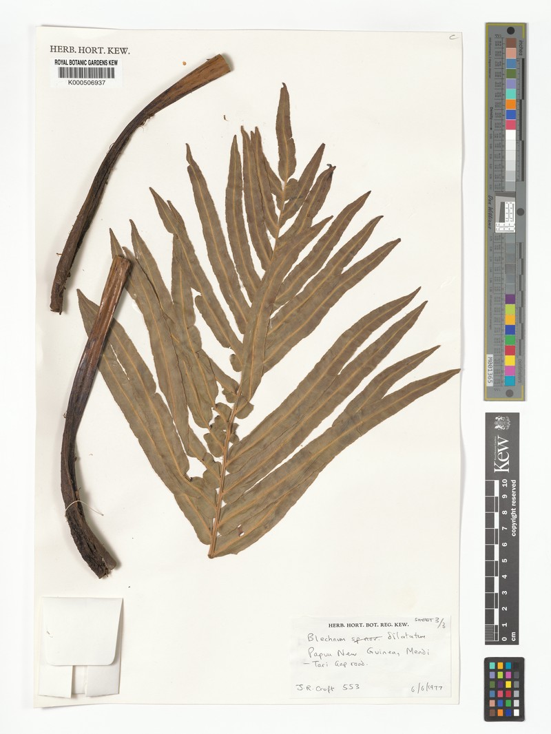 Blechnum dilatatum photo 4