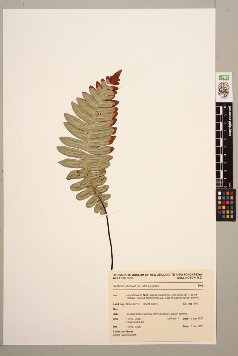 Blechnum discolor photo 2