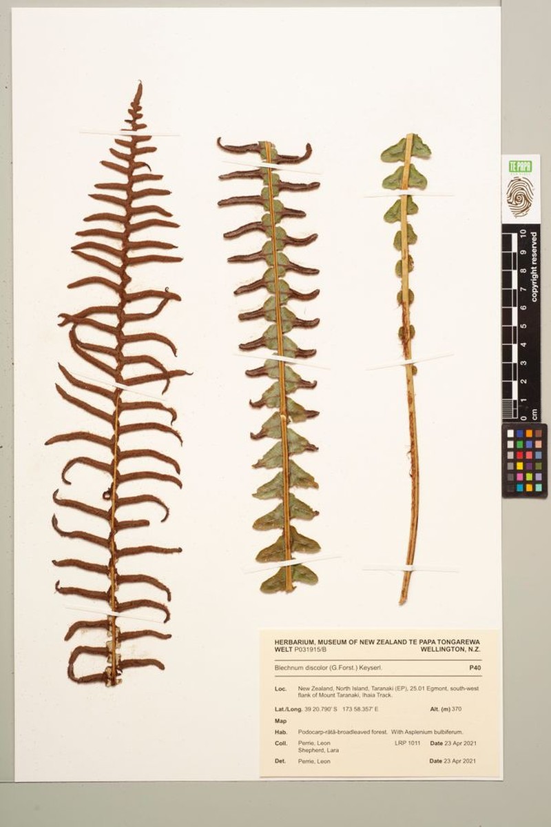 Blechnum discolor photo 3