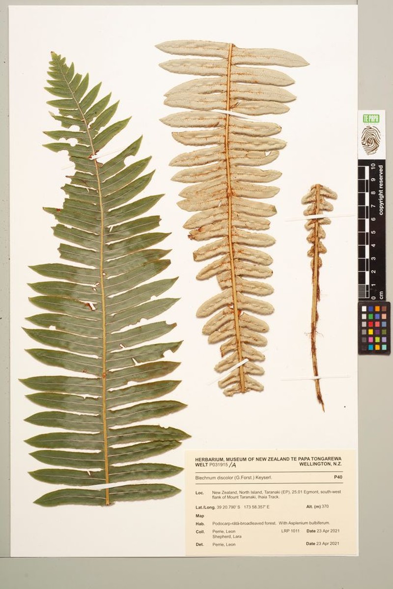 Blechnum discolor photo 4