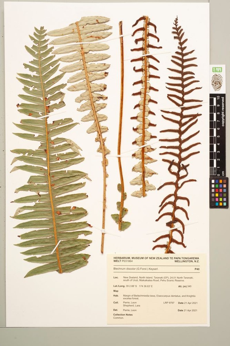 Blechnum discolor photo 5