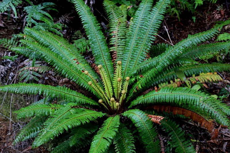 Blechnum discolor
