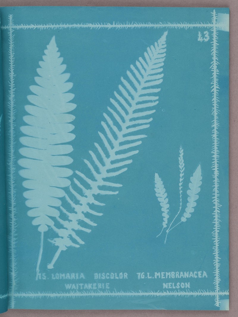Blechnum discolor photo 6
