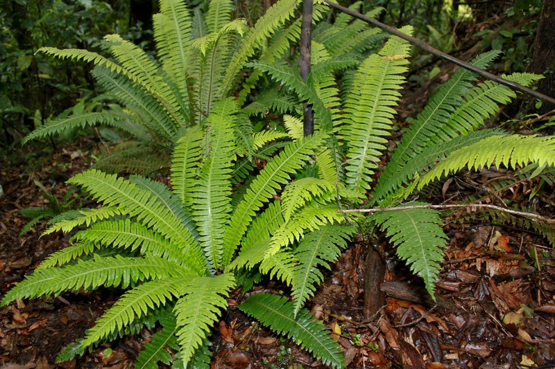 Blechnum discolor photo 7