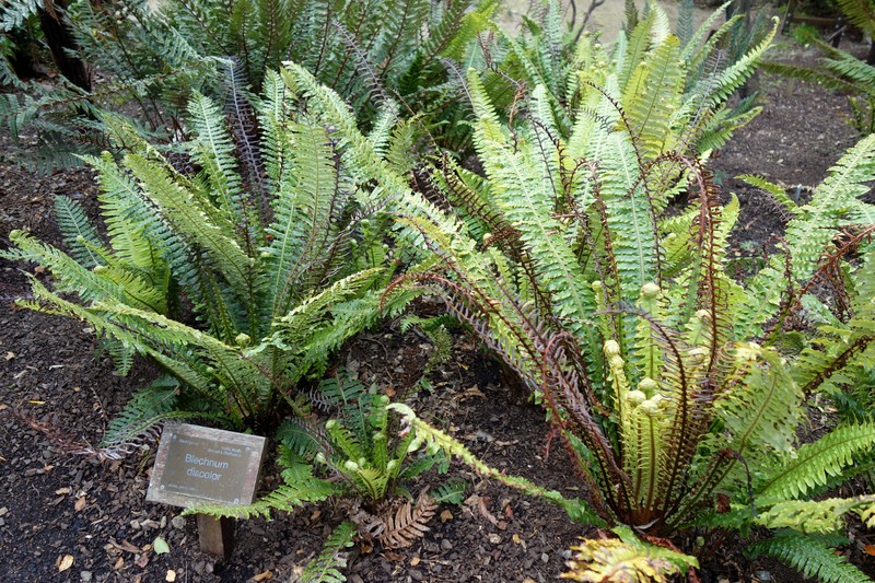 Blechnum discolor photo 8