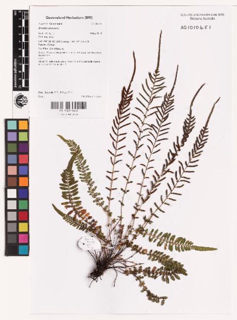 Blechnum dissectum