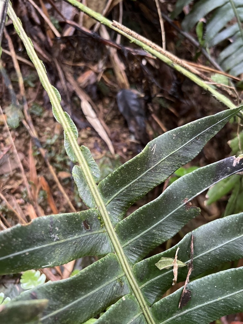Ravine Midsorus Fern