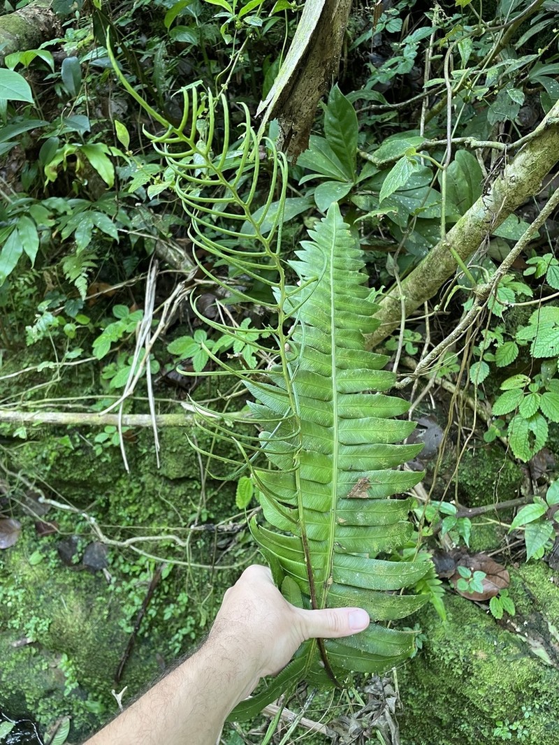 Ravine Midsorus Fern photo 2