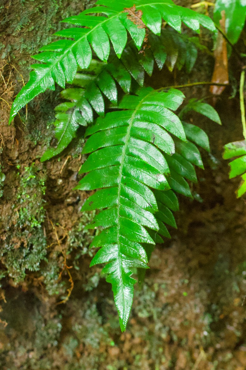 Ravine Midsorus Fern photo 3