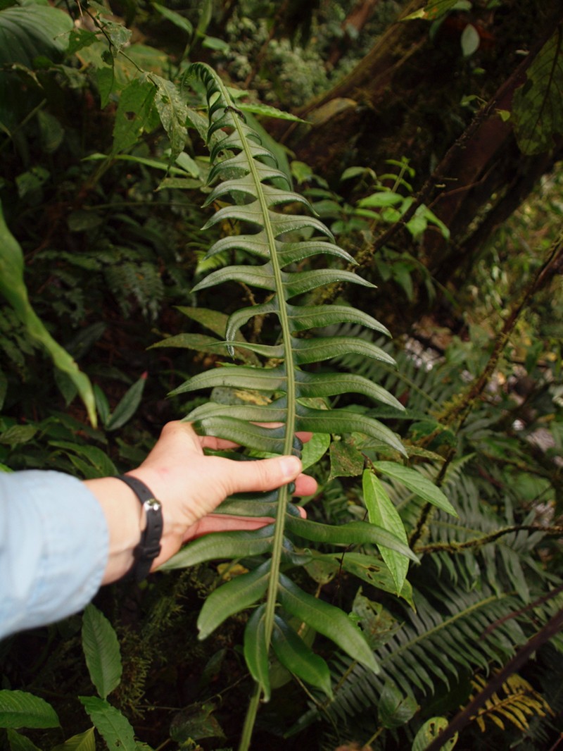 Ravine Midsorus Fern photo 4