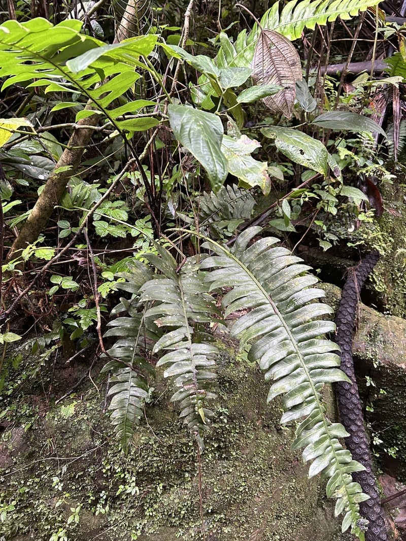 Ravine Midsorus Fern photo 6