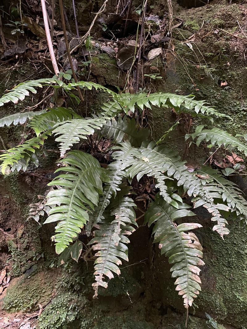 Ravine Midsorus Fern photo 8