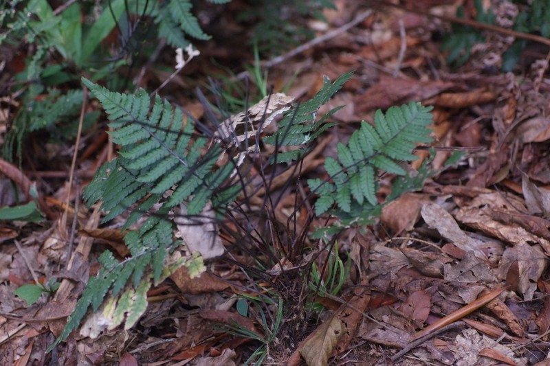 Blechnum diversifolium photo 3