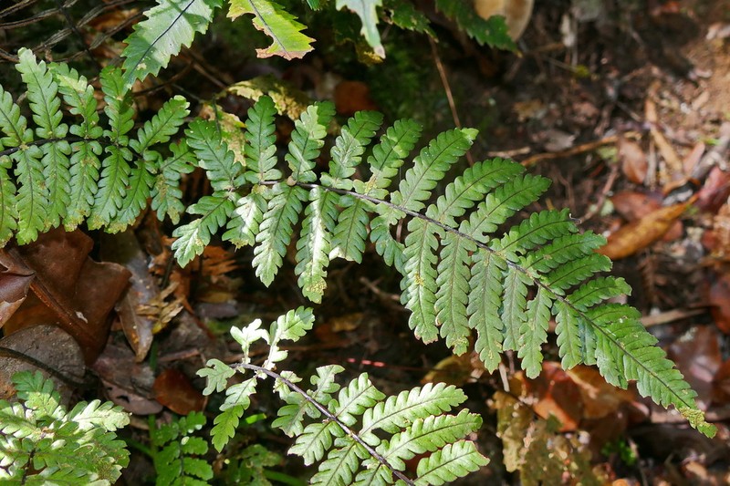 Blechnum diversifolium photo 4