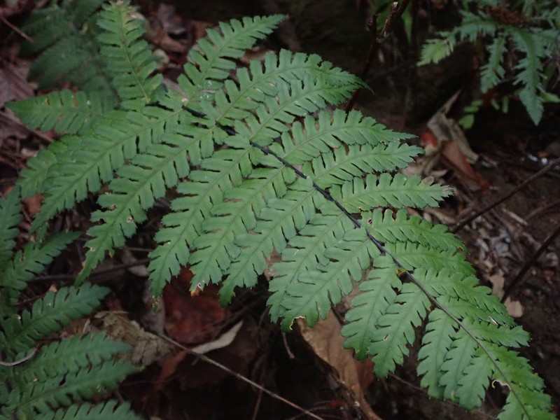 Blechnum diversifolium photo 5