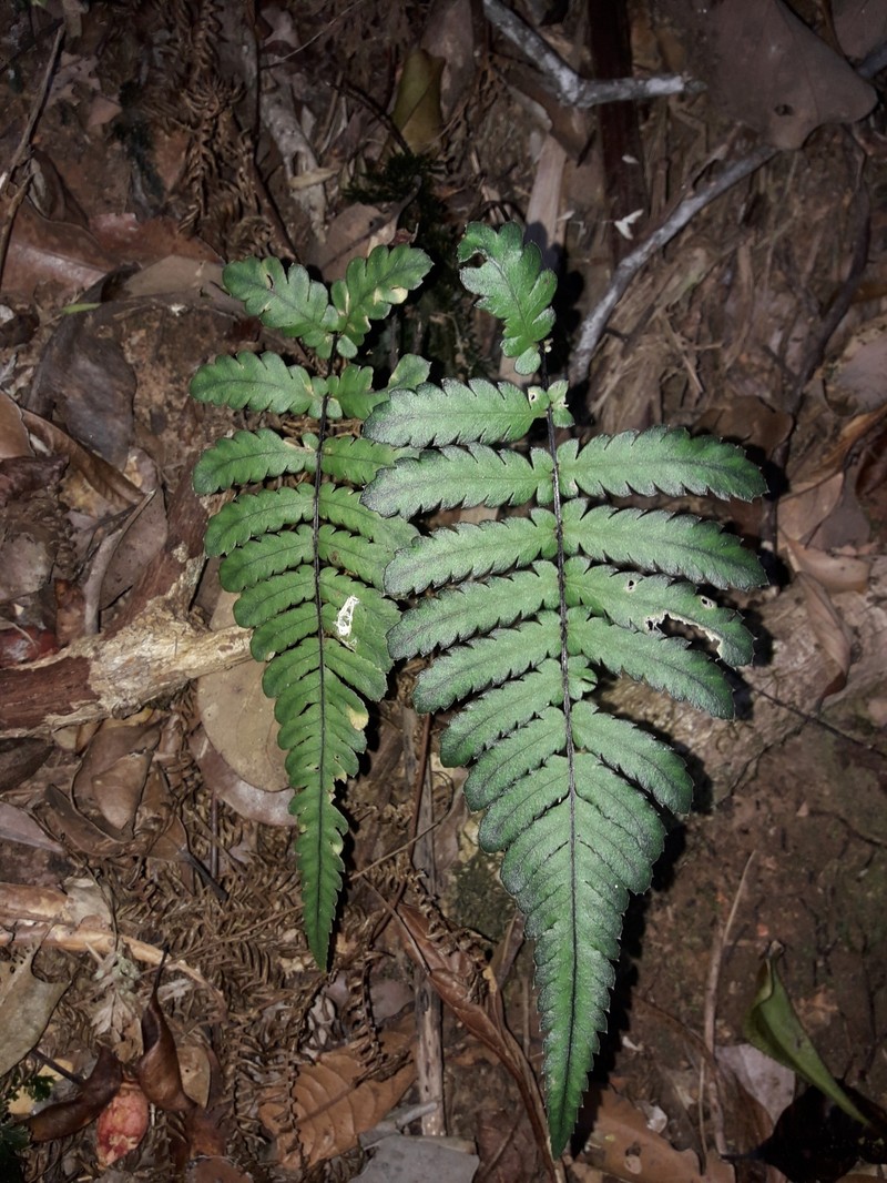 Blechnum diversifolium photo 6