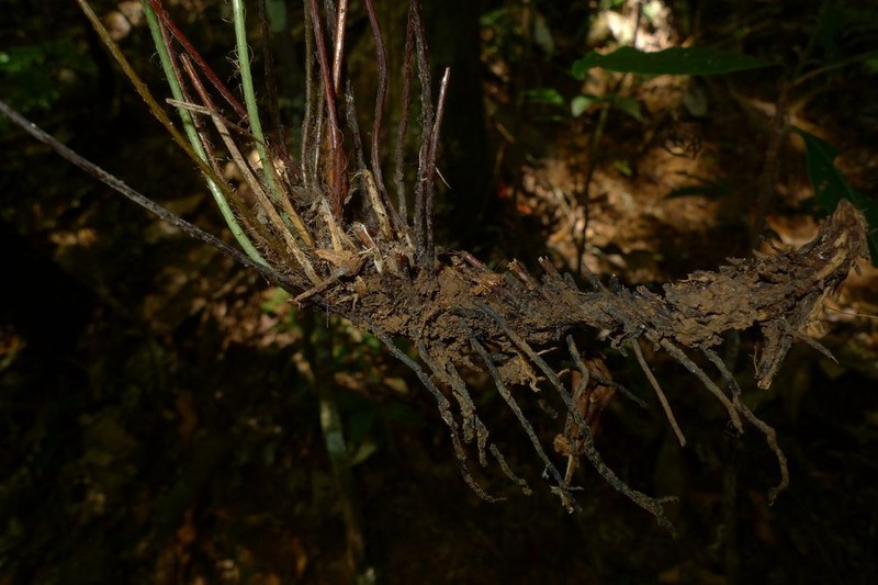 Blechnum diversifolium photo 7