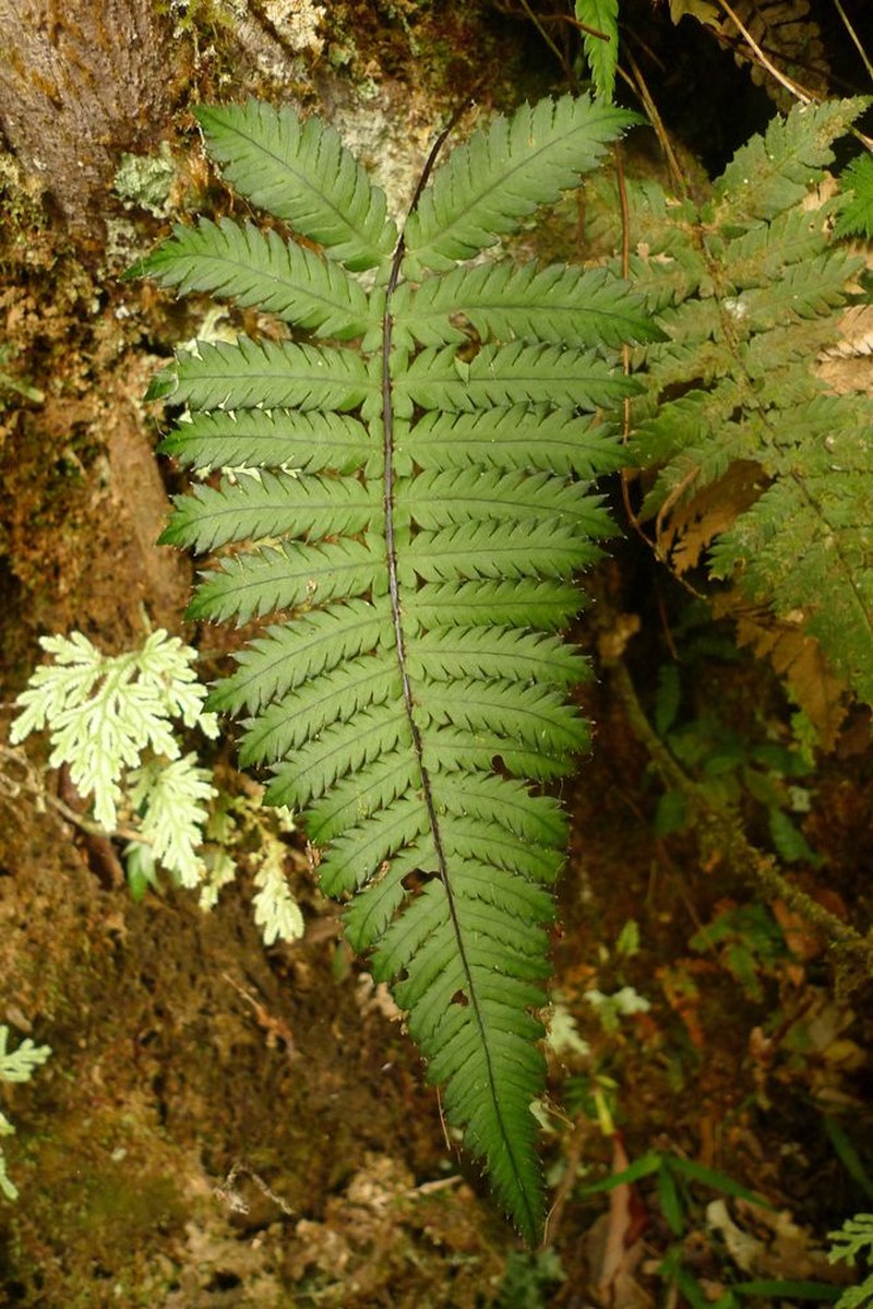 Blechnum diversifolium photo 8