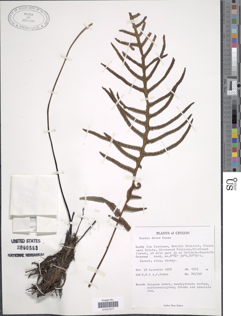 Blechnum dives