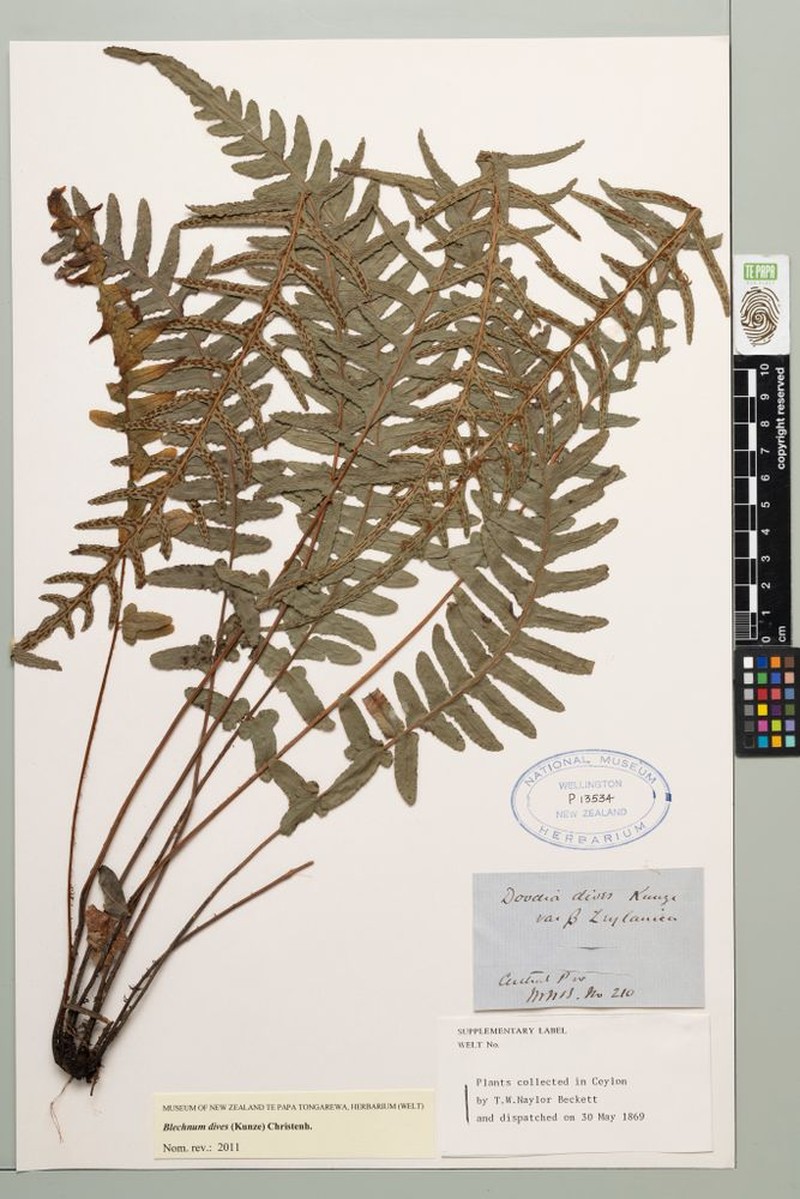 Blechnum dives photo 2