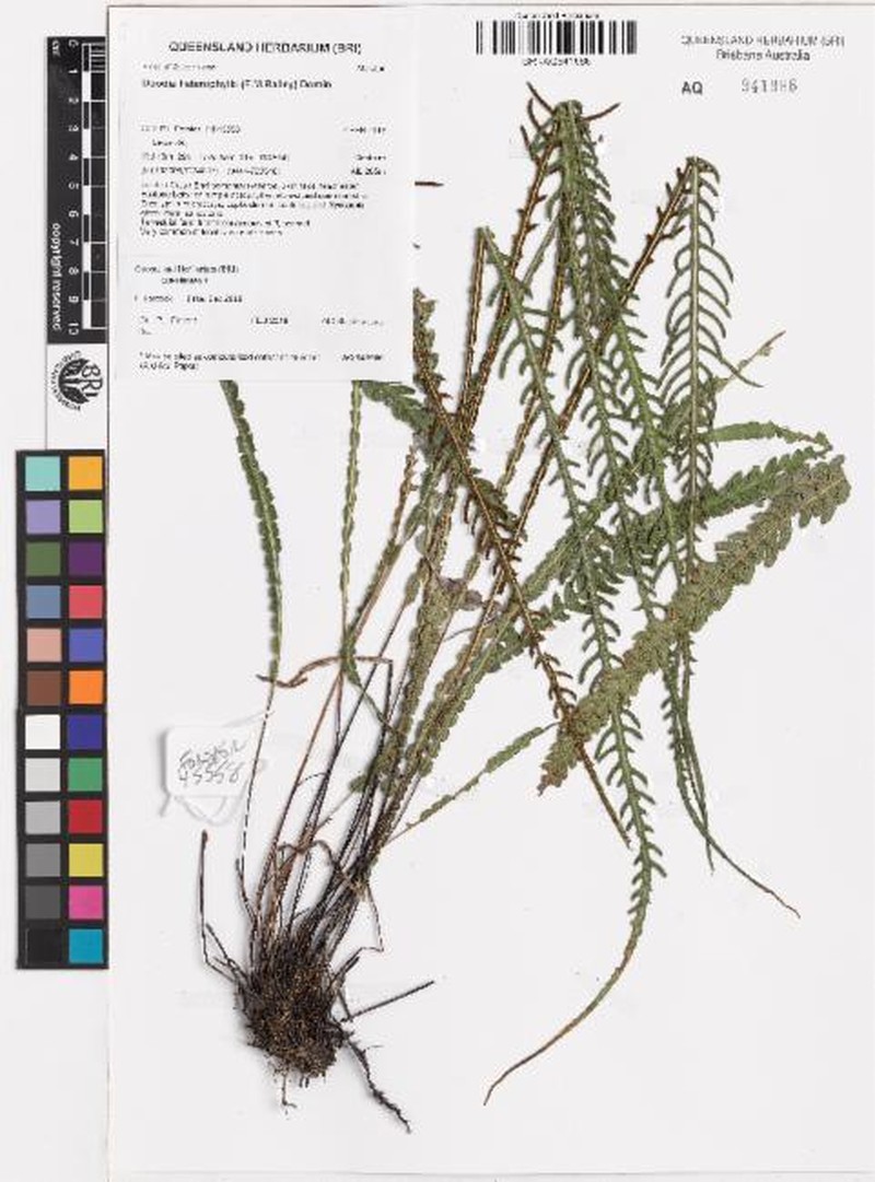 Blechnum doodianum
