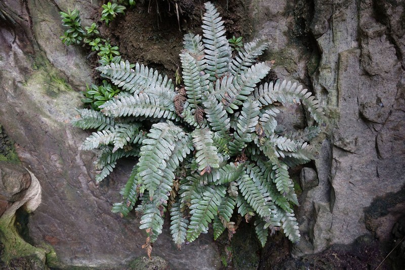 Blechnum durum photo 2