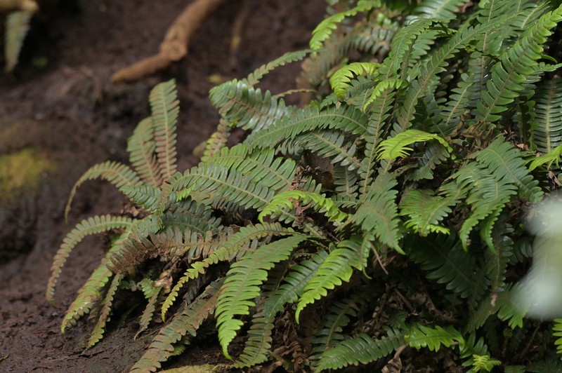 Blechnum durum photo 3