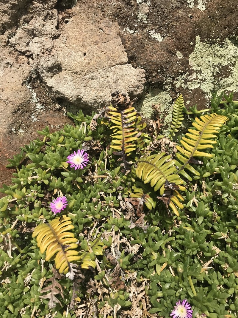 Blechnum durum photo 4