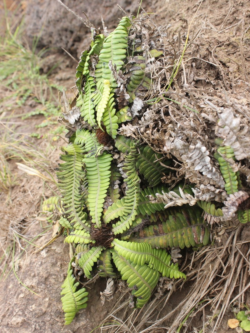 Blechnum durum photo 5