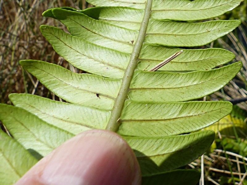 Blechnum durum photo 6